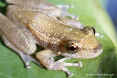 Scinax ruber