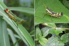 Orthoptera sp.