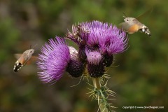 Macroglossum stellatarum