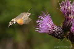 Macroglossum stellatarum