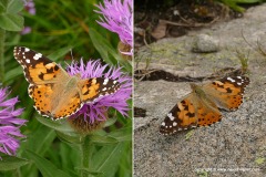 Vanessa cardui