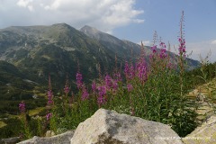 Pirin Mts.