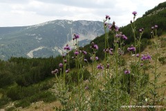 Pirin Mts.