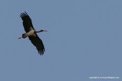 Ciconia nigra