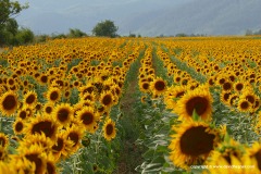 Near Kazanlak