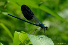 Calopteryx sp.