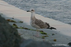 Larus cachinnans