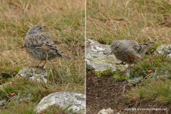 Prunella collaris subalpina