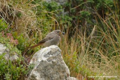 Phoenicurus ochruros