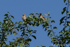 Passer domesticus