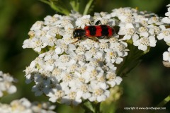 Cleridae sp.