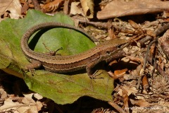 Darevskia (praticola) pontica