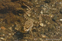 Pelophylax ridibundus