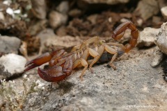 Euscorpius cf. tergestinus