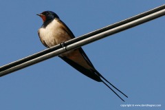 Hirundo rustica