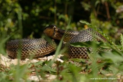 Elaphe quatuorlineata