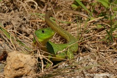 Lacerta trilineata