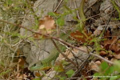 Lacerta trilineata