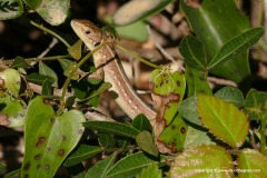 Lacerta trilineata