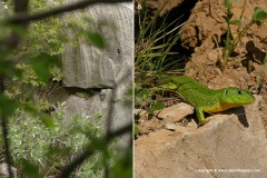 Lacerta trilineata