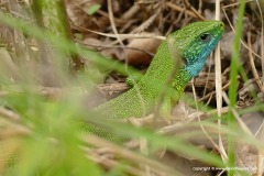 Lacerta viridis