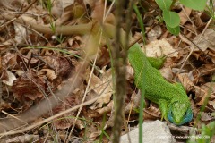 Lacerta viridis