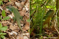 Lacerta viridis