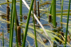 Natrix natrix persa