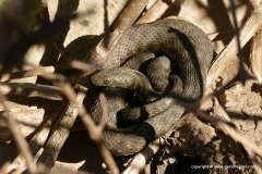 Natrix tessellata