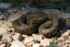 Natrix tessellata