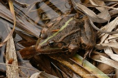 Pelophylax ridibundus