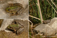 Pelophylax ridibundus