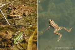 Pelophylax ridibundus