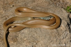 Platyceps najadum