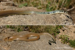 Platyceps najadum