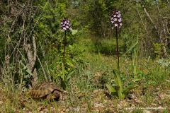 Testudo hermanni