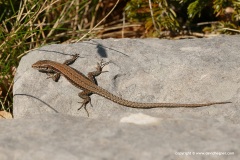 Podarcis muralis