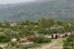 Near Maslenica