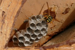 Vespidae sp.