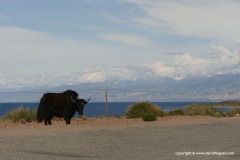 Domestic Yak