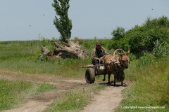 Near Tyolyok