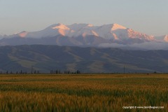 Near Sokuluk