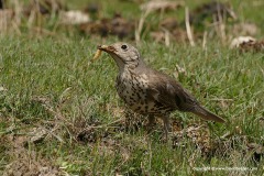 Turdus viscivorus