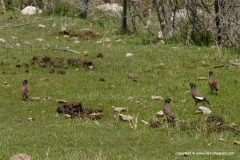 Acridotheres tristis