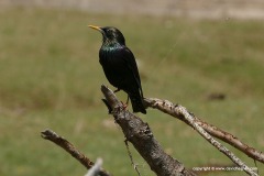 Sturnus vulgaris