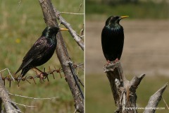 Sturnus vulgaris