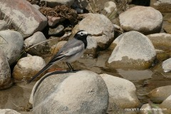 Motacilla personata