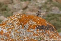 Emberiza cia