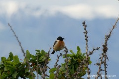 Saxicola torquatus