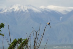 Saxicola torquatus